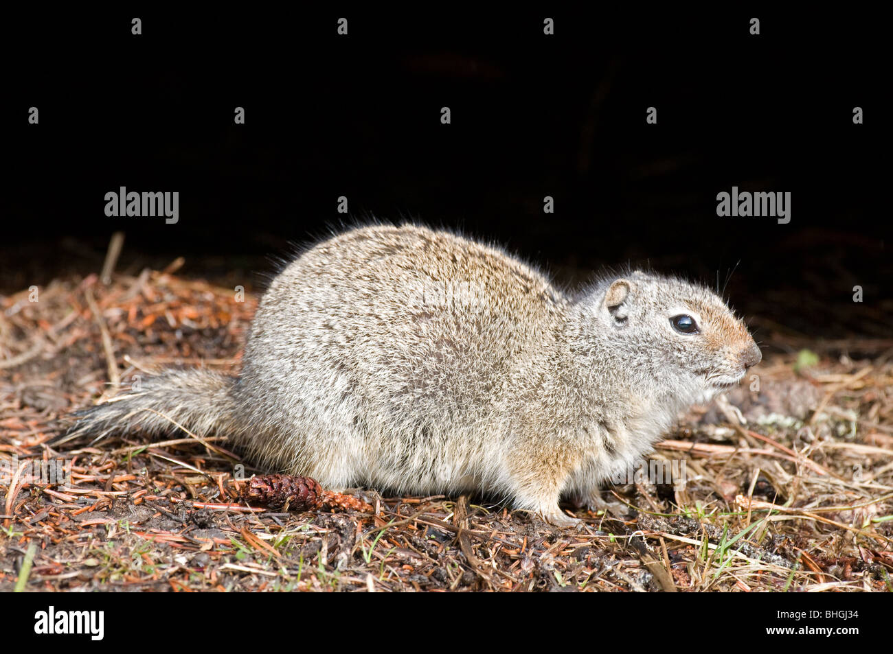 Columbian Ground Squirrel (Urocitellus columbianus, Spermophilus columbianus), adult seen side-on. Stock Photo