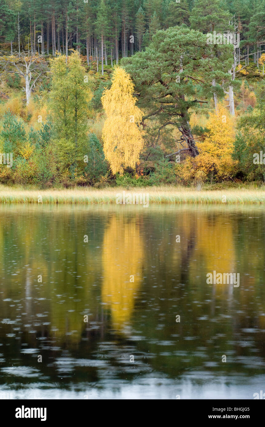Silver Birch trees with yellow autumn foliage, and Scots pines, reflected in Loch Morlich in the rain, Scottish Highlands. Stock Photo