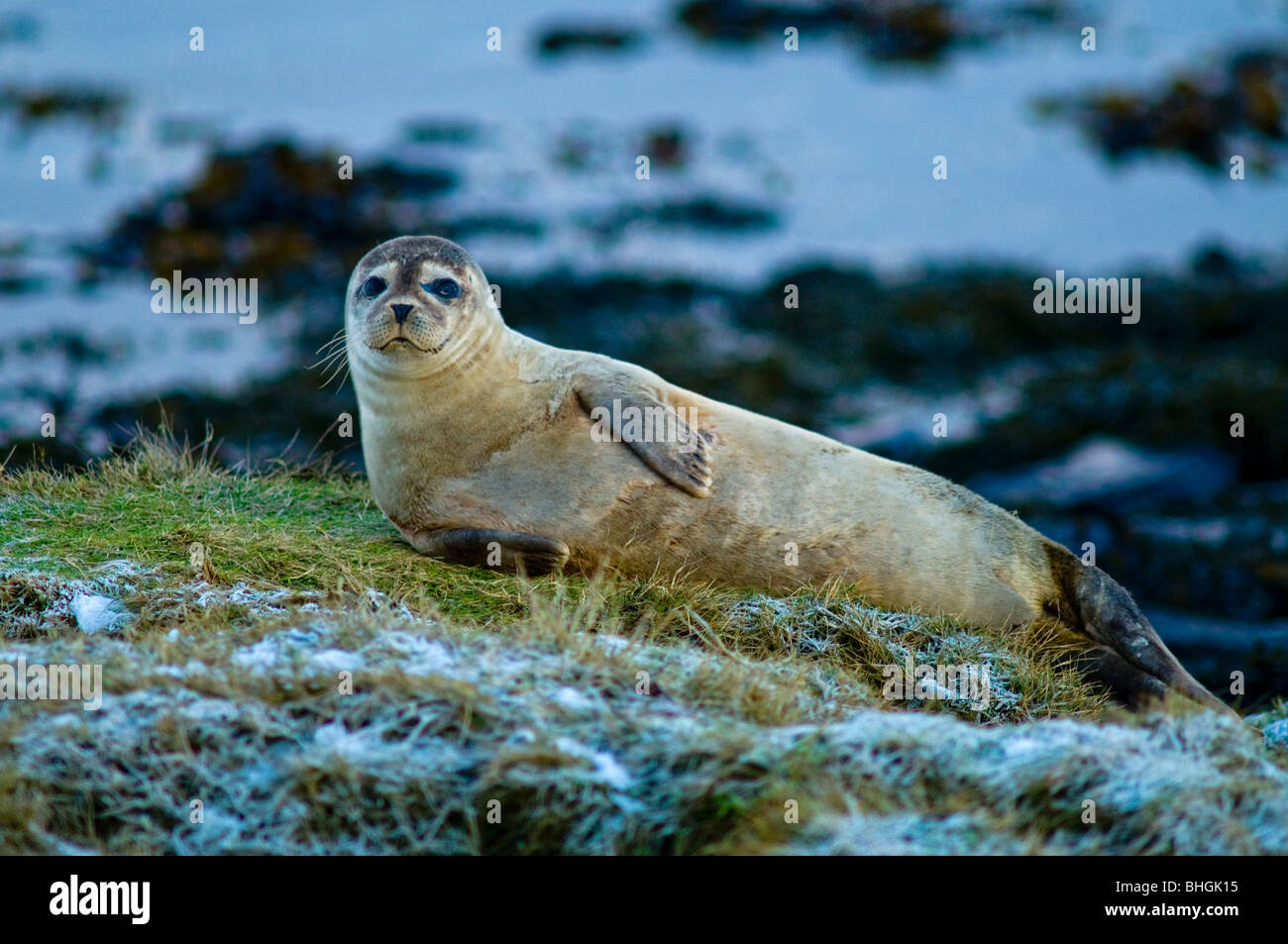 Young Common Seal Pup resting in safety above the tide line mainland Orkney Isle.  SCO 5885 Stock Photo
