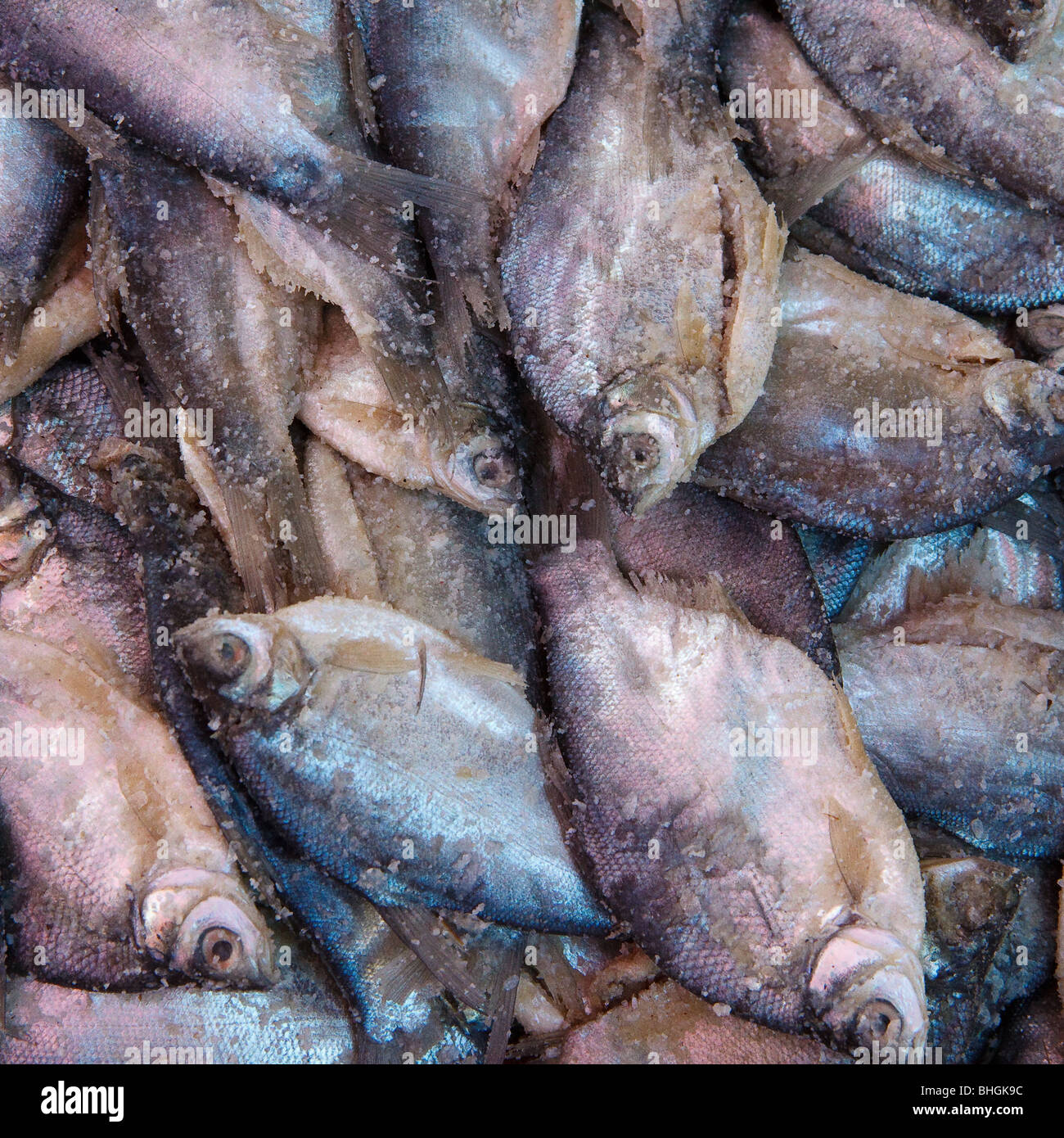 Stockfish, Norway - Stock Image - C009/7686 - Science Photo Library