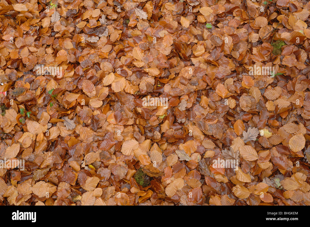 Beech Leaves Stock Photo