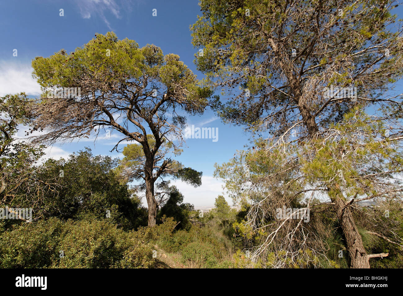 Israel, Jerusalem Mountains. Aleppo Pine trees in Hamasrek reserve