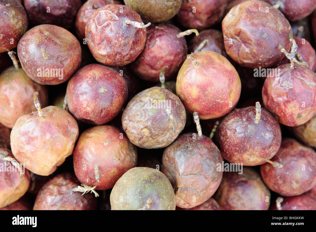 Passion Fruit Passiflora edulis Stock Photo