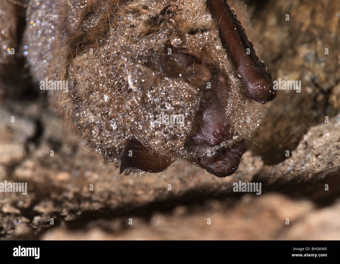tri-colored bat eastern pipistrelle hibernate cave Stock Photo - Alamy