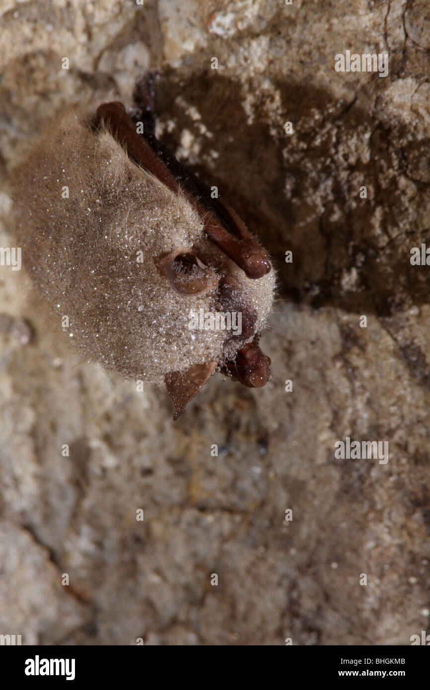 tricolored bat eastern pipistrelle hibernate cave Stock Photo Alamy