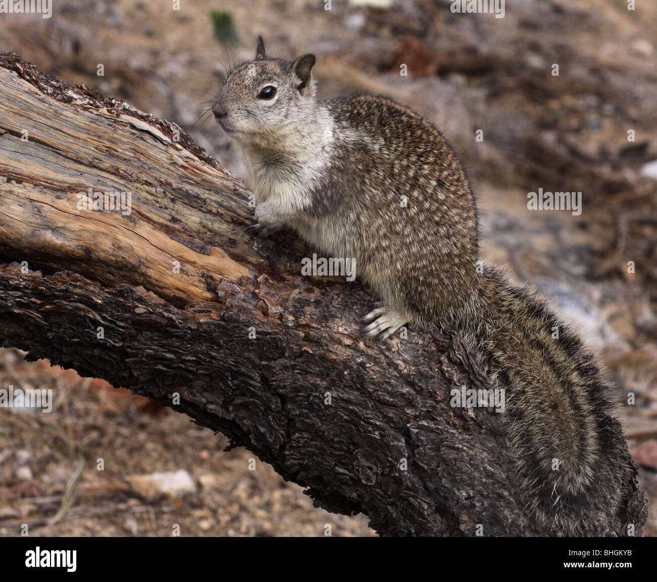 California ground squirrel Yosemite national park Stock Photo Alamy