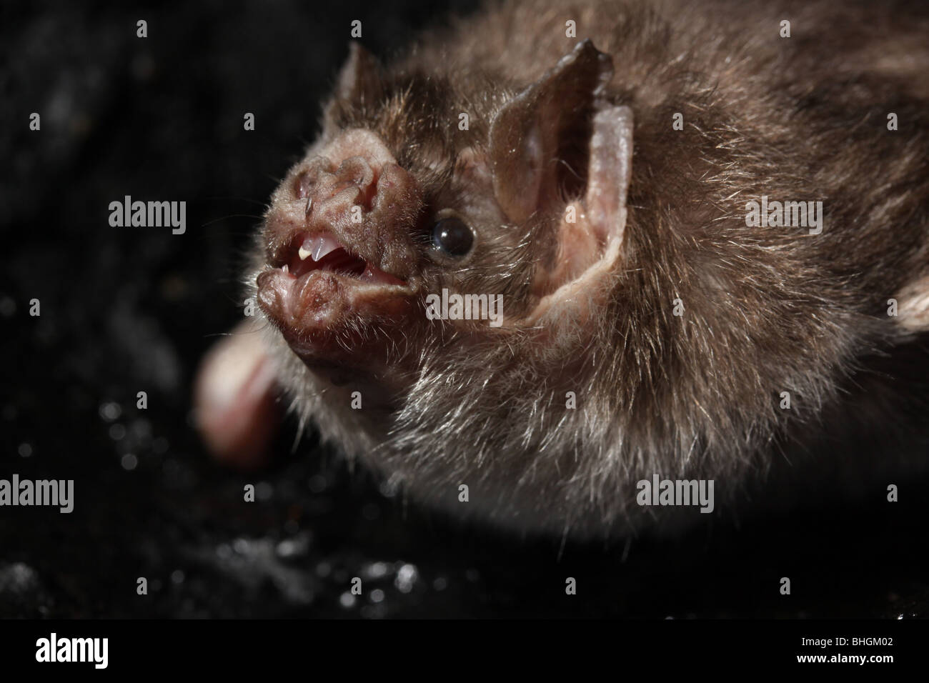 Vampire Bat High Resolution Stock Photography and Images - Alamy