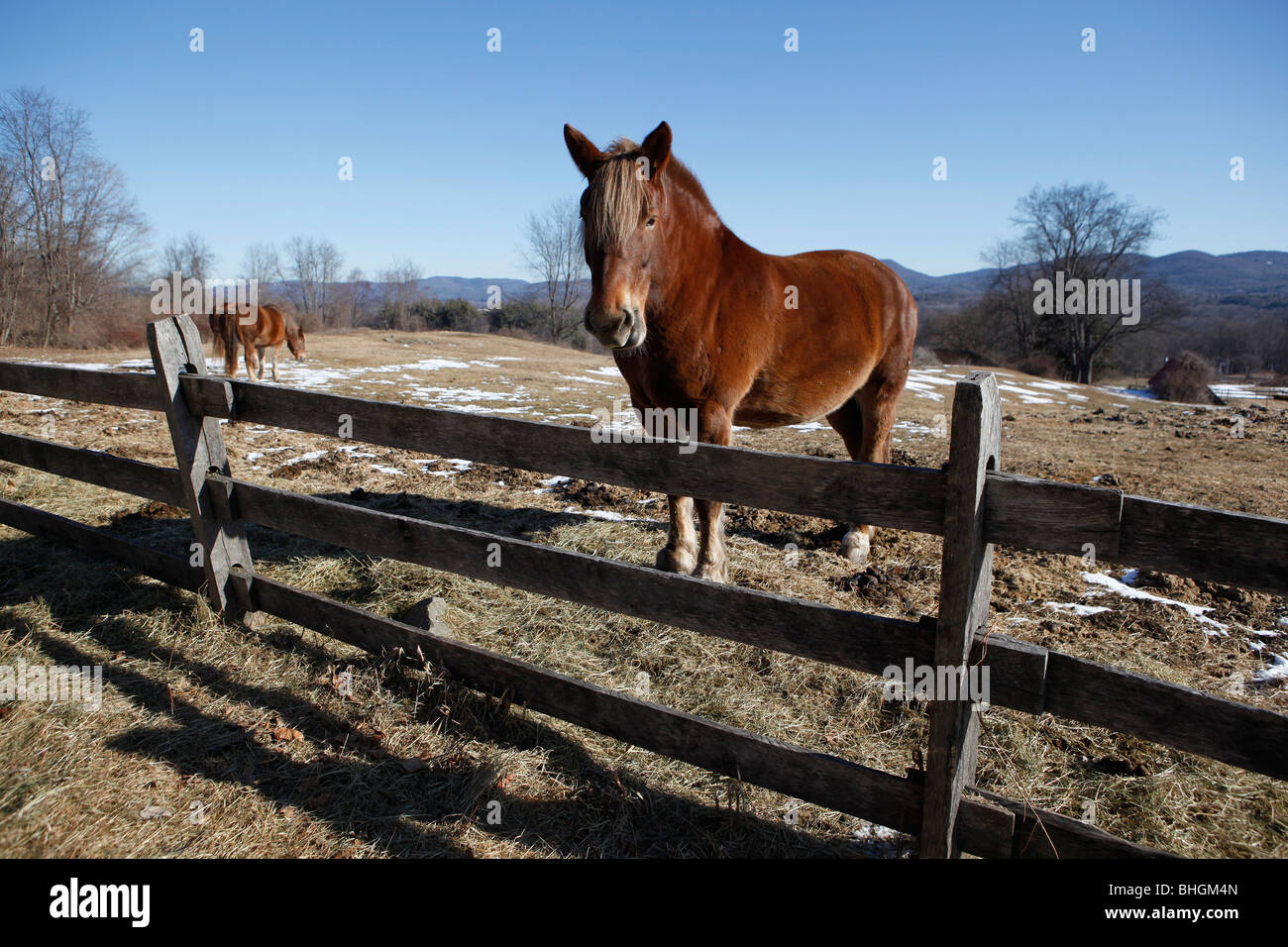 Farm horses enclosure, Western Masschusetts Stock Photo