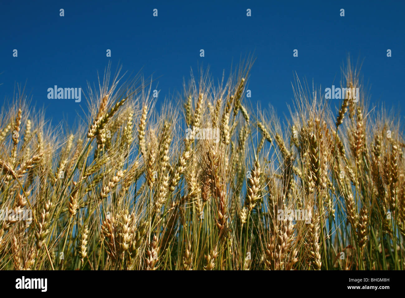 Rye spikes. Please see some similar pictures from my portfolio Stock ...