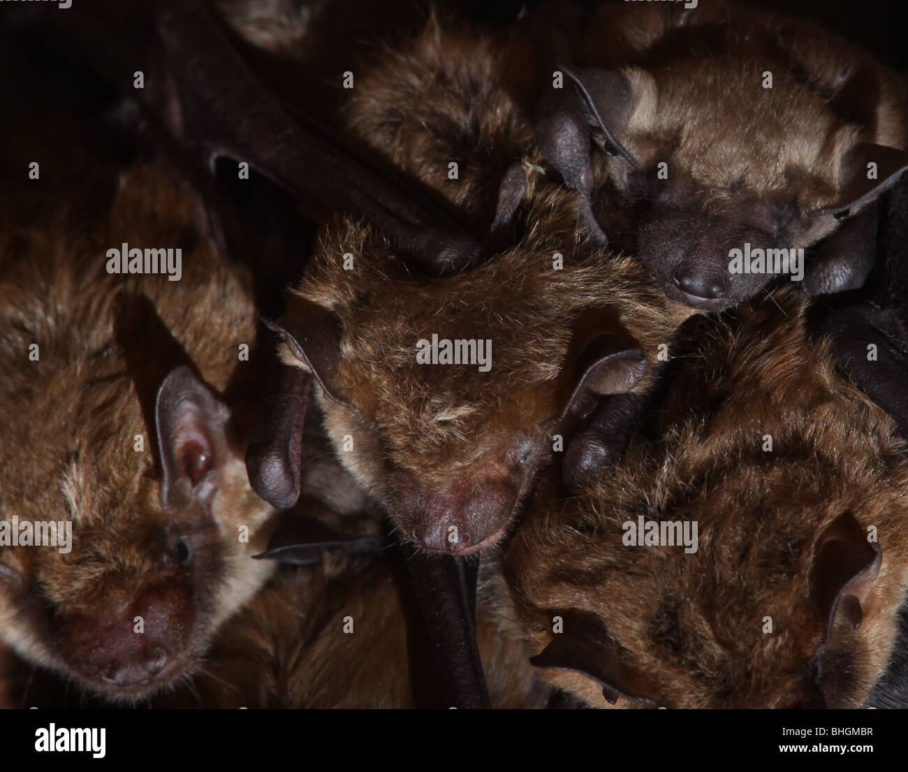 Baby Brown Bat High Resolution Stock Photography And Images Alamy