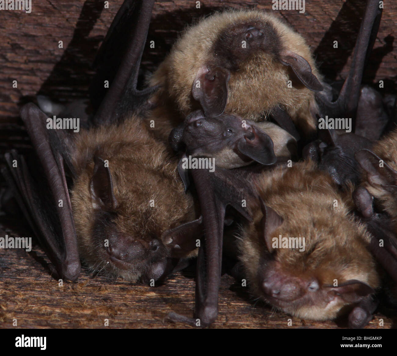 Brown bat hires stock photography and images Alamy