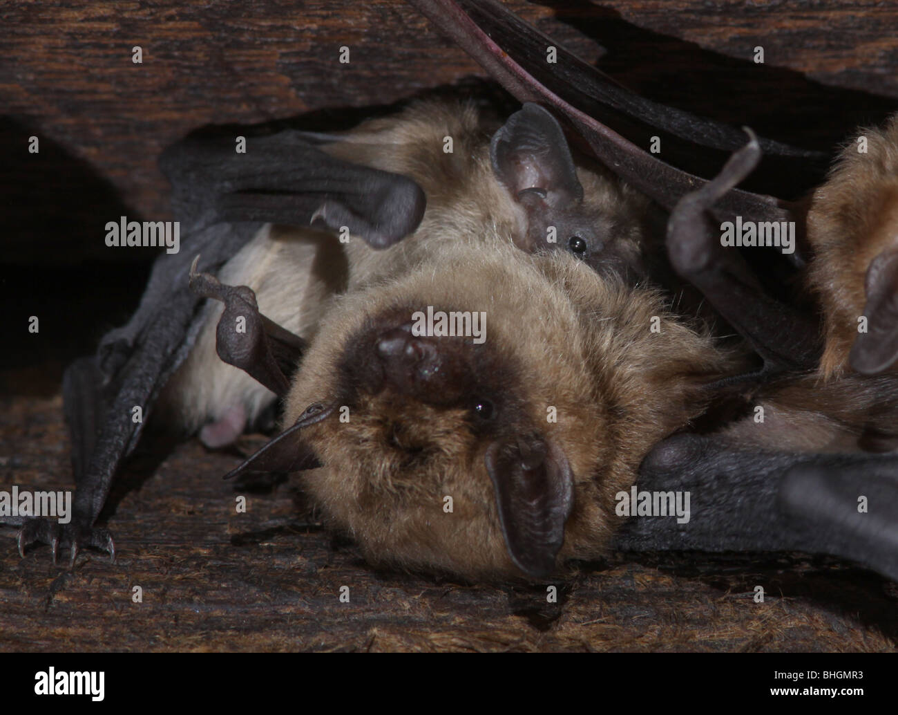 Bats to eat hires stock photography and images Alamy