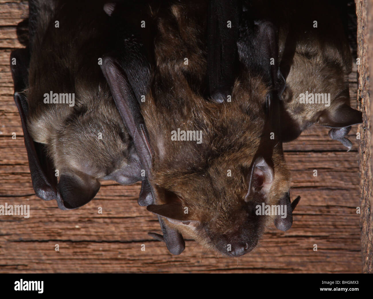 big brown bat baby nursing colony barn ohio Stock Photo Alamy