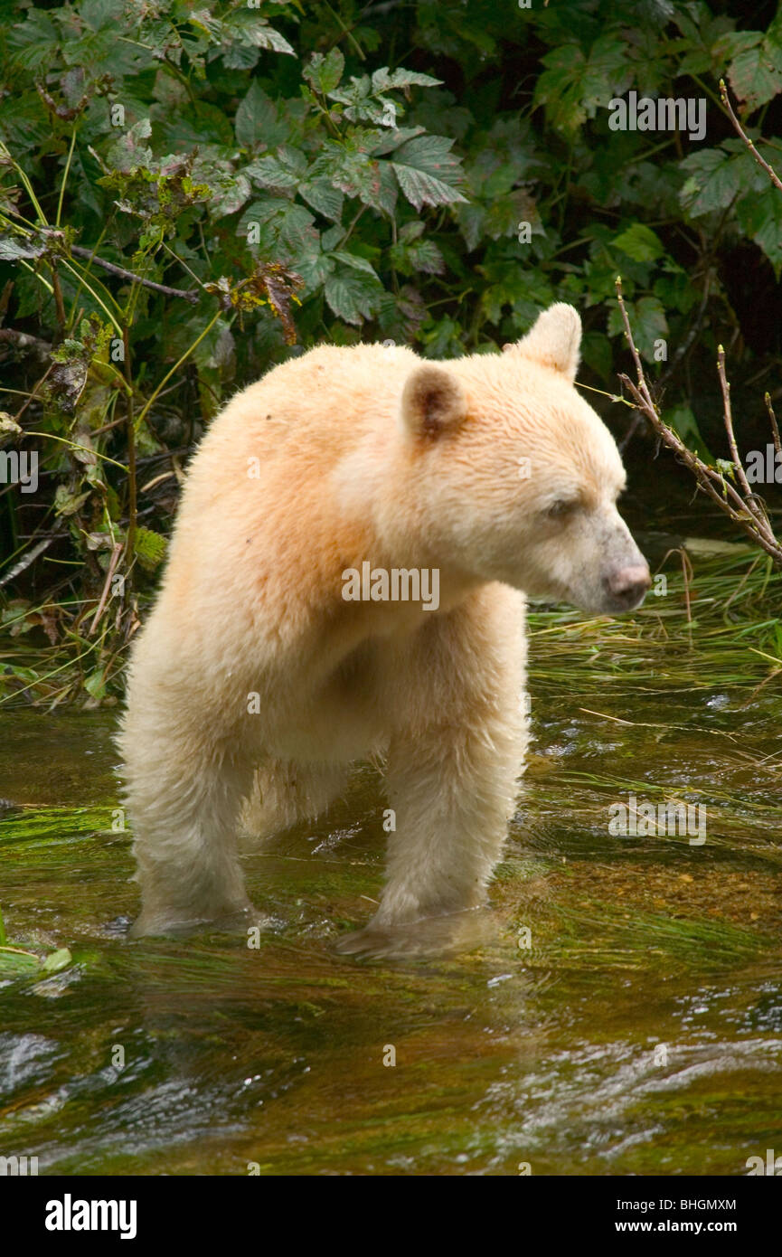 Kermode bear, or spirit bear (Ursus americanus kermodei) on a remote stream in northern British Columbia, Canada, near Princess Stock Photo