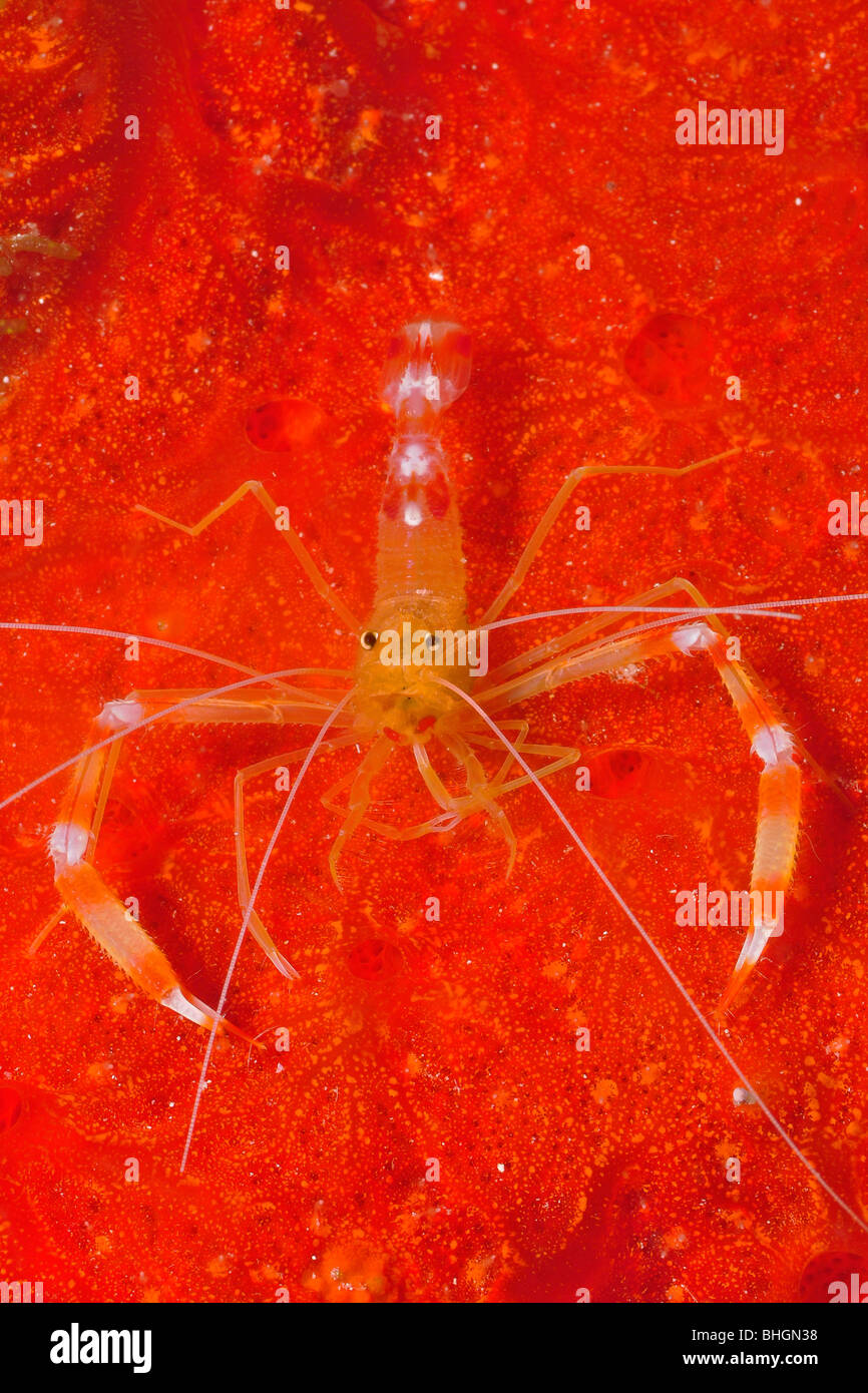 Golden coral shrimp (Stenopus scutellatus) on red sponge. Cozumel, Mexico. Stock Photo