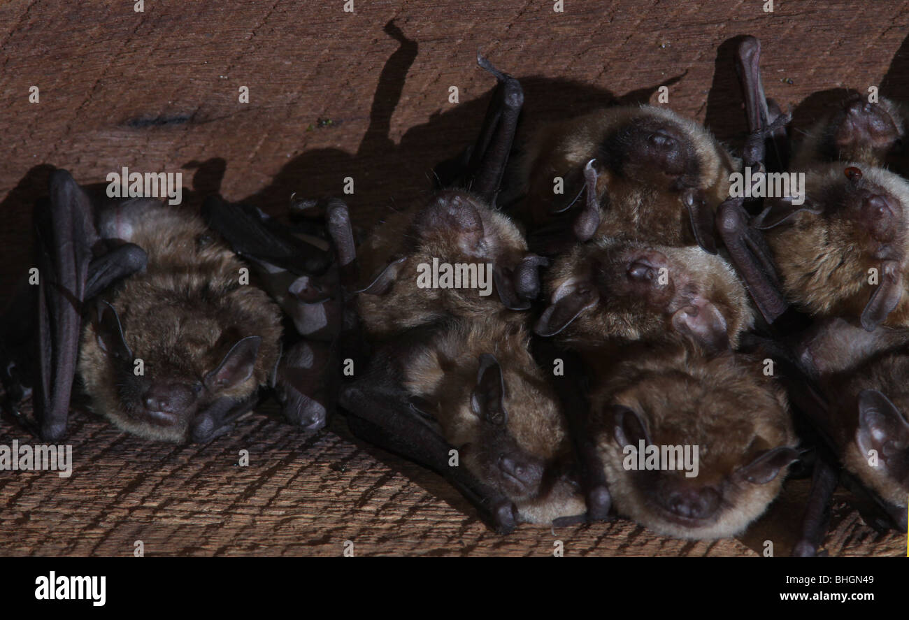 big brown bat colony attic ohio Stock Photo Alamy