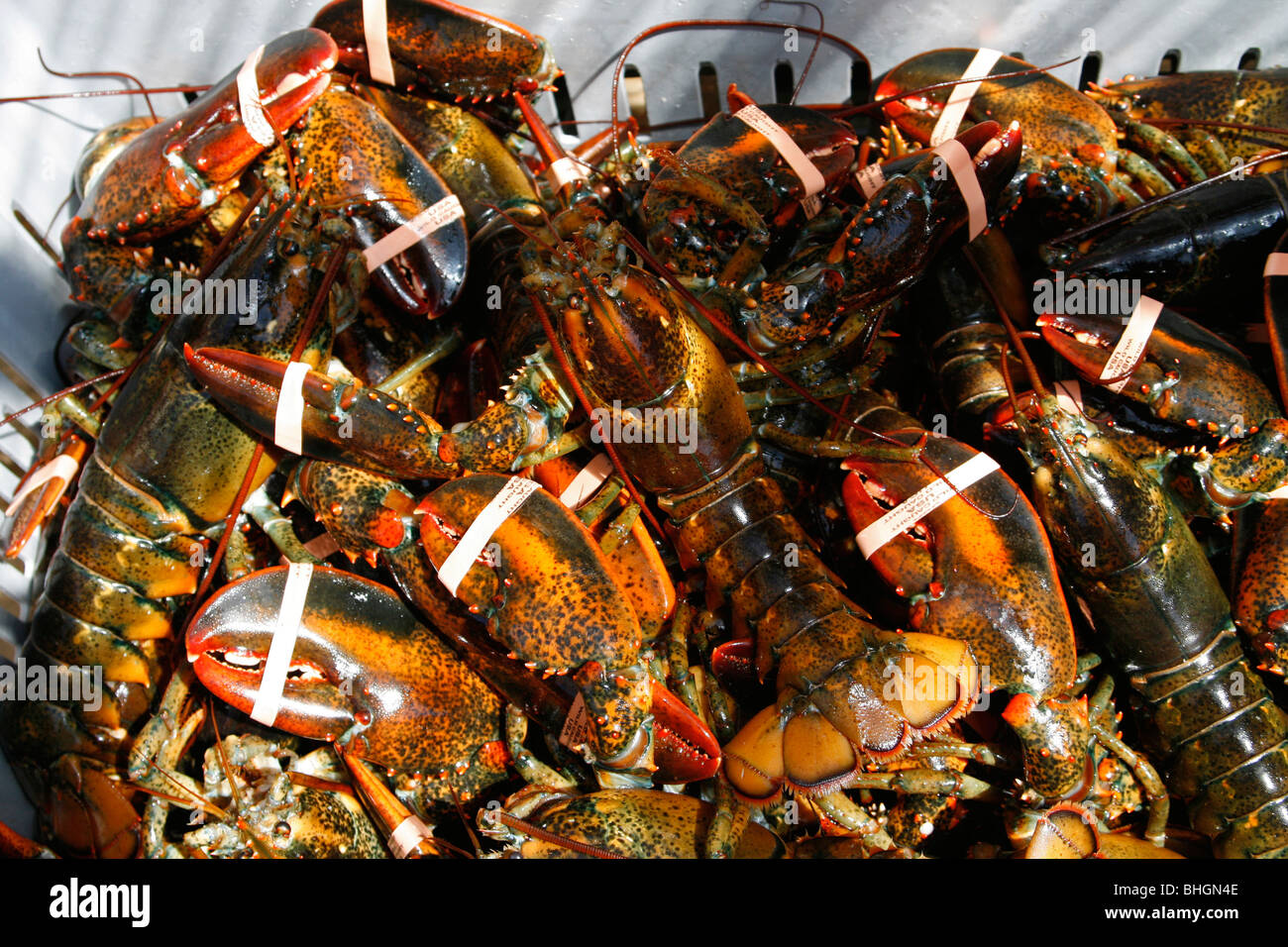 Harbor lobster Frenchboro long Island Maine coast USA Stock Photo