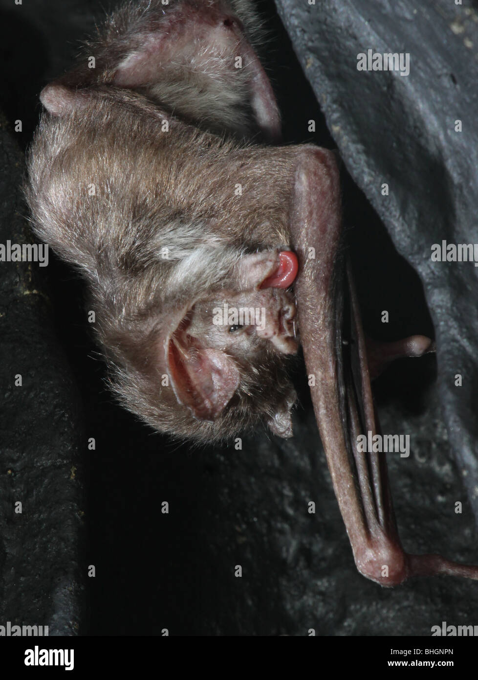 vampire bat grooming licking wing captive cincinnati zoo Stock Photo