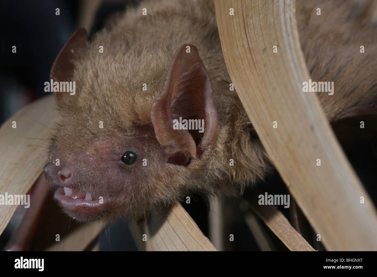 northern yellow bat roosting palm leaf Stock Photo Alamy