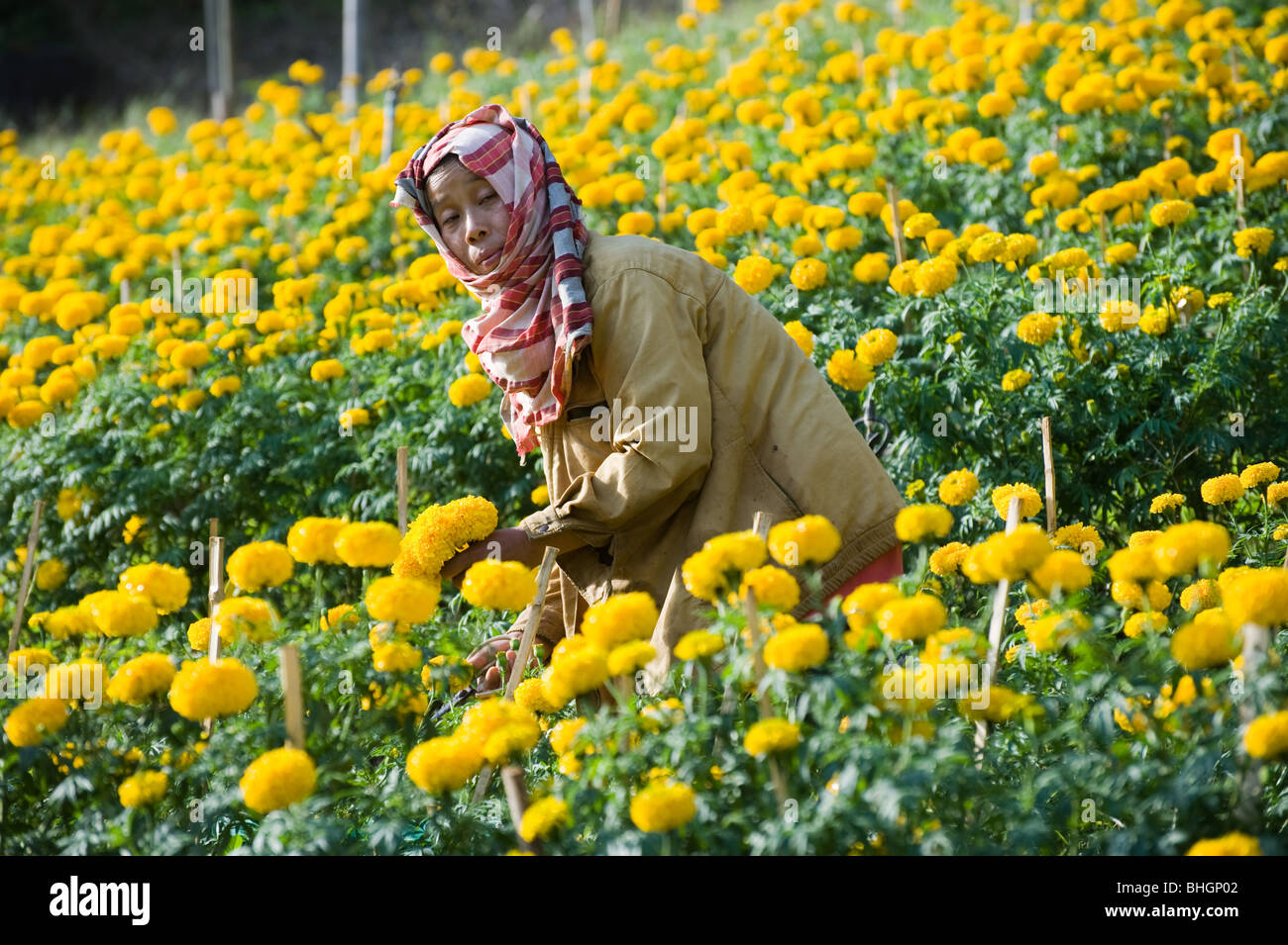 Flower Picker