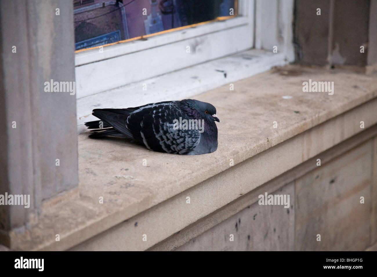 Pigeon resting on a window sill Stock Photo Alamy