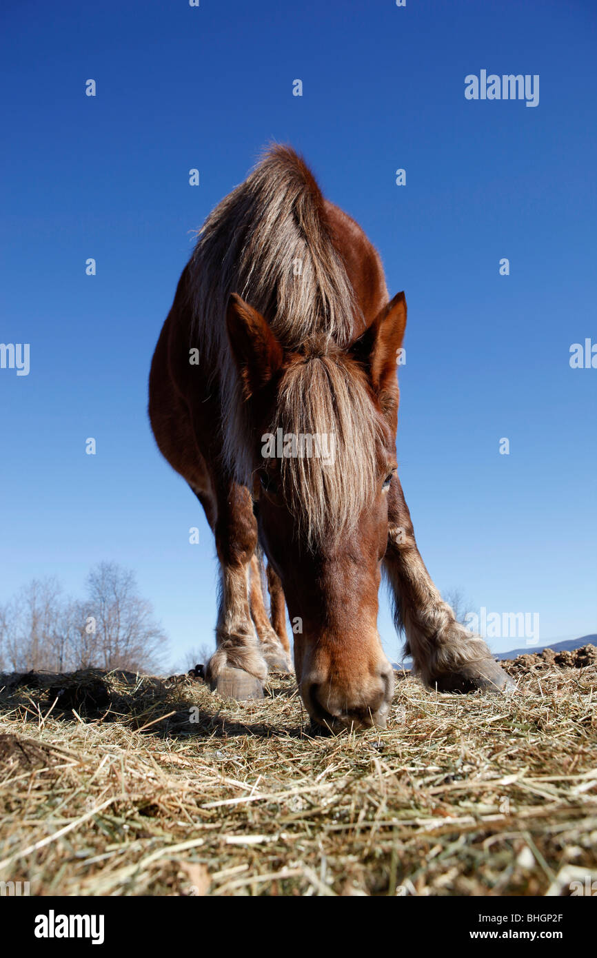 Ground level view of a horse feeding, Western Massachusetts Stock Photo