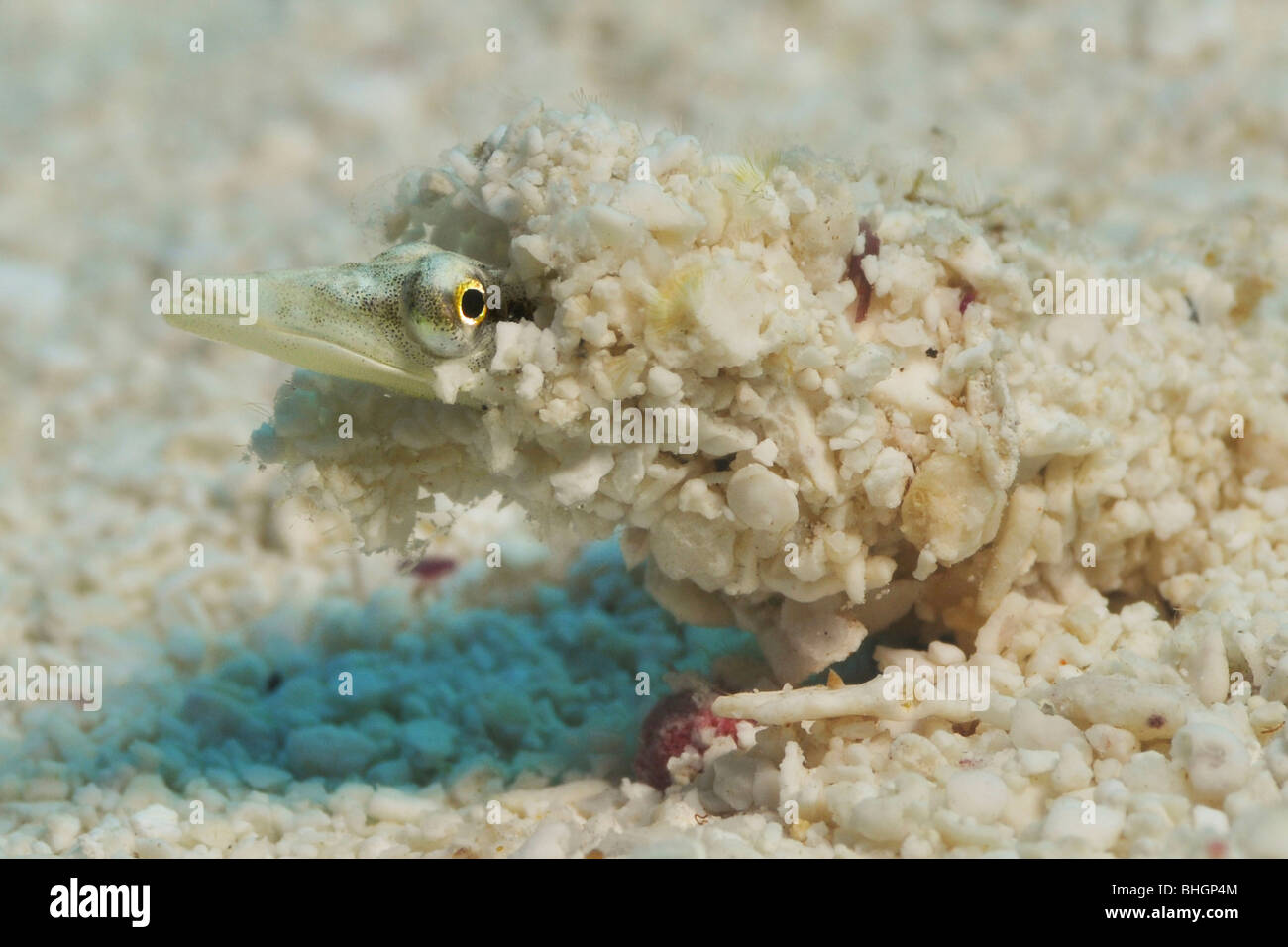 Bluethroat Pikeblenny (Chaenopsis ocellata) is usually found on sandy bottoms in abandoned invertebrate tubes. Cozumel, Mexico. Stock Photo