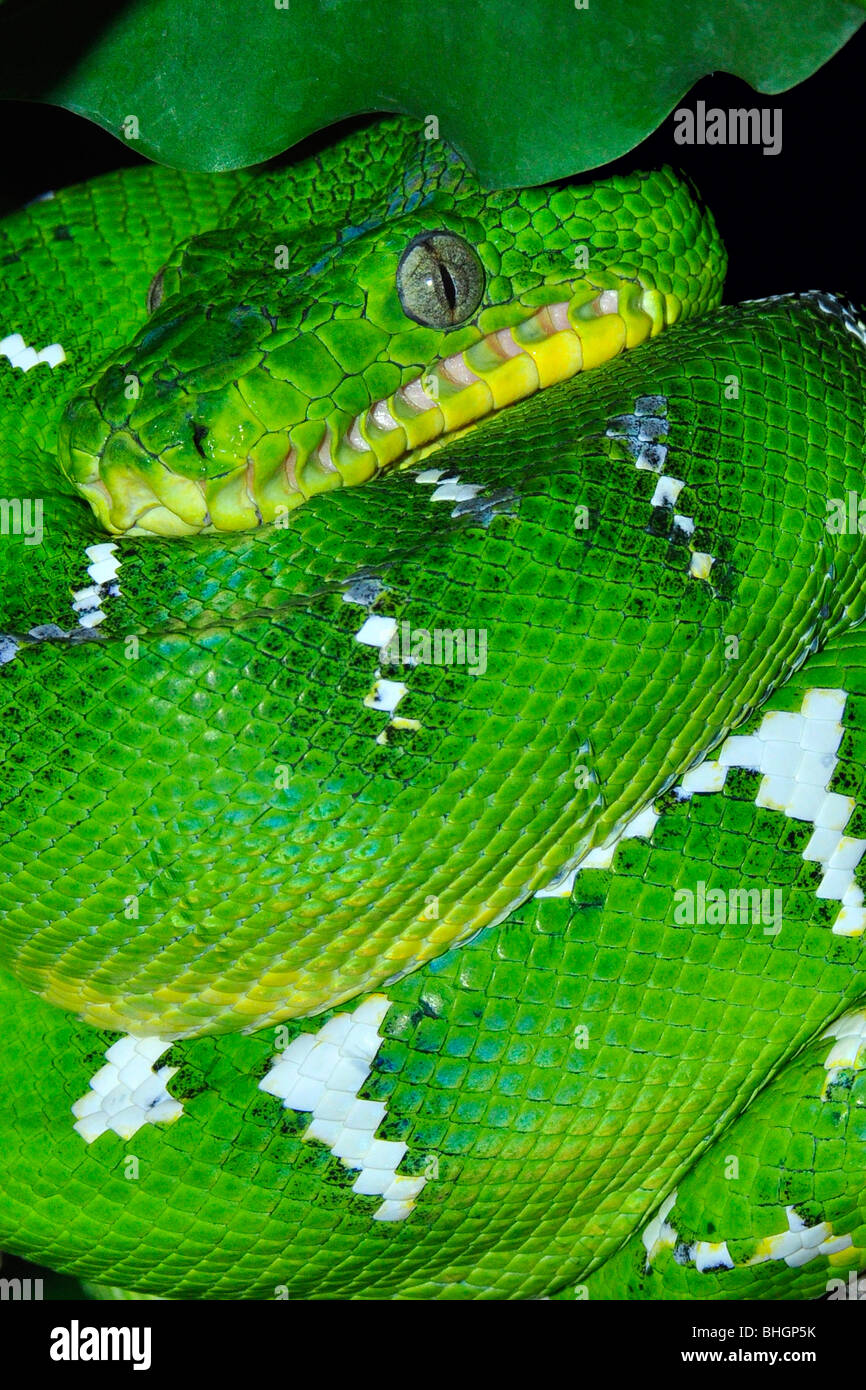 Emerald tree boa ( Corallus caninus) range: South American rain forests. Arboreal and nocturnal Stock Photo