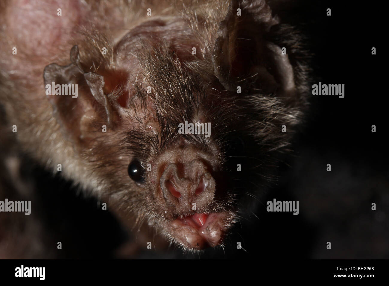 vampire bat captive cincinnati zoo teeth mammal Stock Photo - Alamy