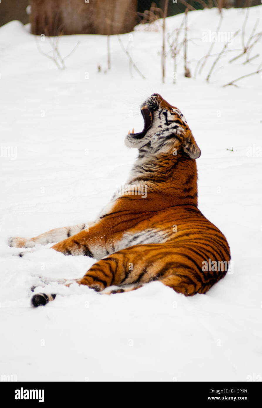 Siberian tiger roaring Stock Photo