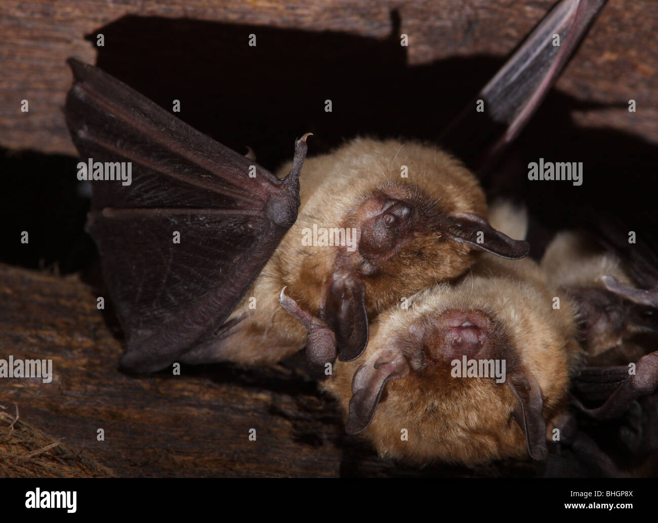 Brown bat hires stock photography and images Alamy