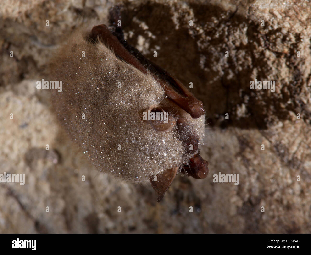 tri-colored bat eastern pipistrelle hibrenate cave Stock Photo