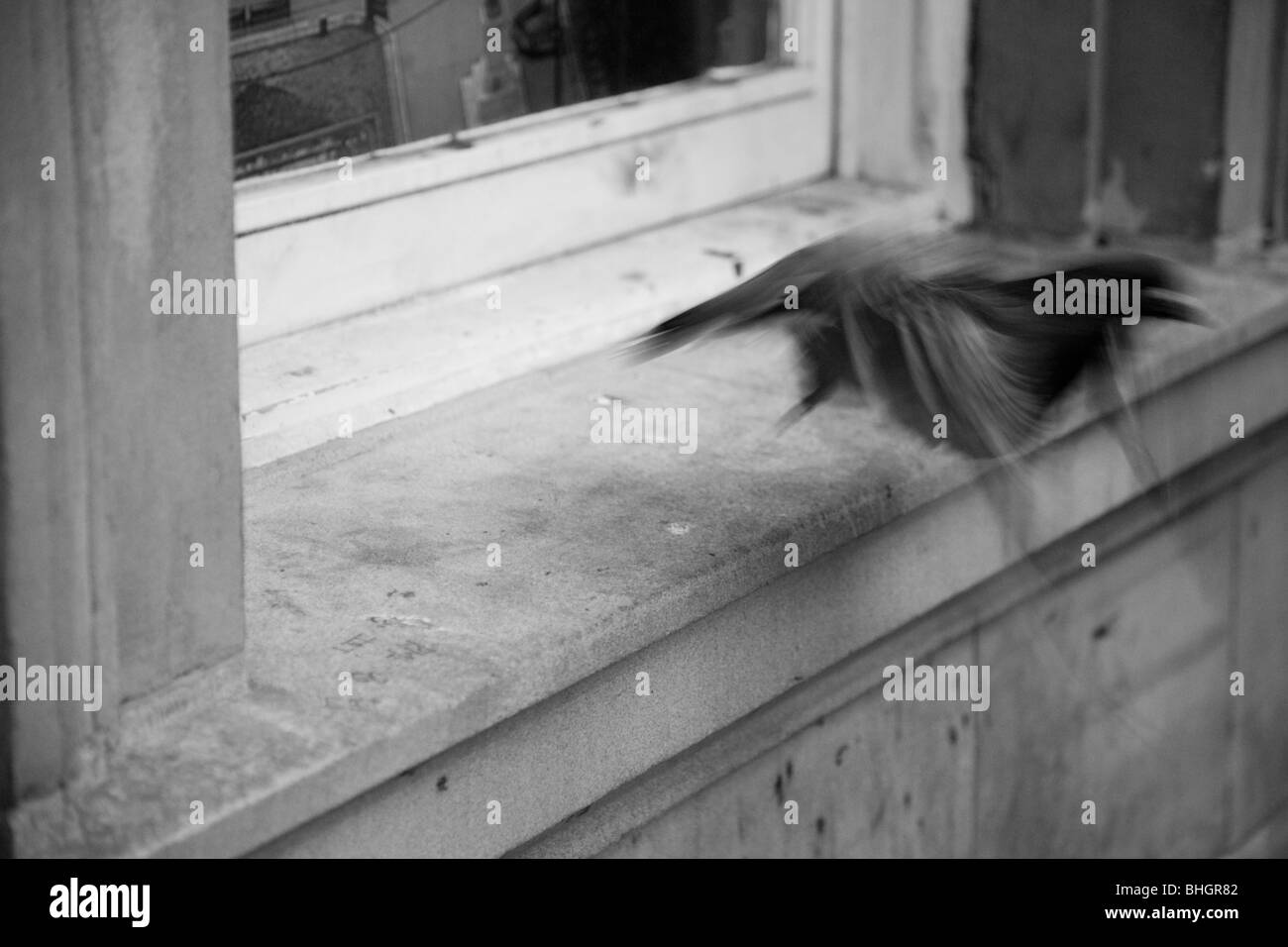 Pigeon taking flight from a window ledge Stock Photo