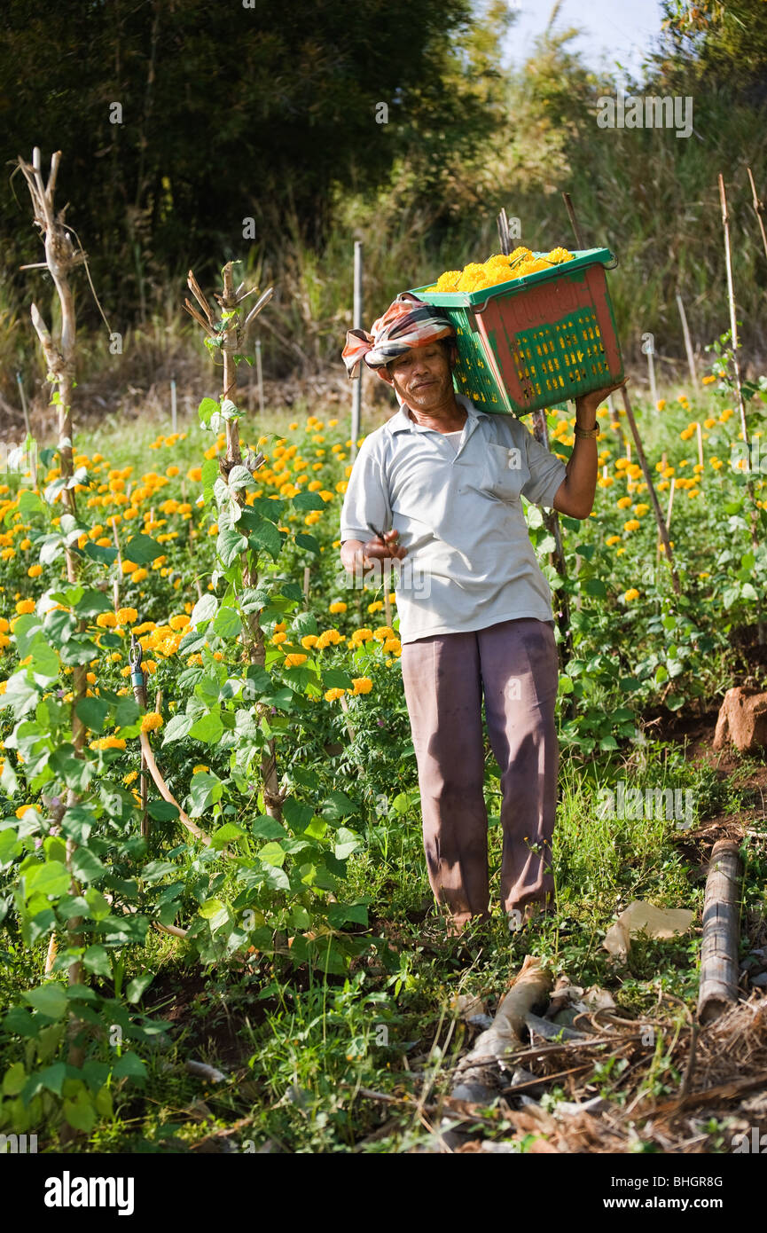 Flower farming in Thailand Stock Photo Alamy