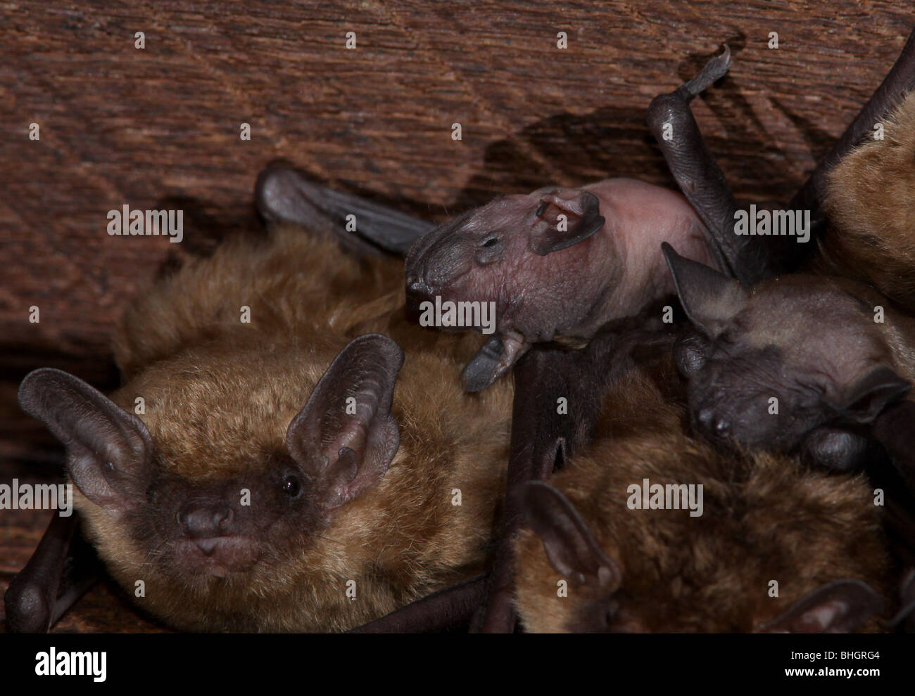 big brown bat colony attic ohio Stock Photo Alamy