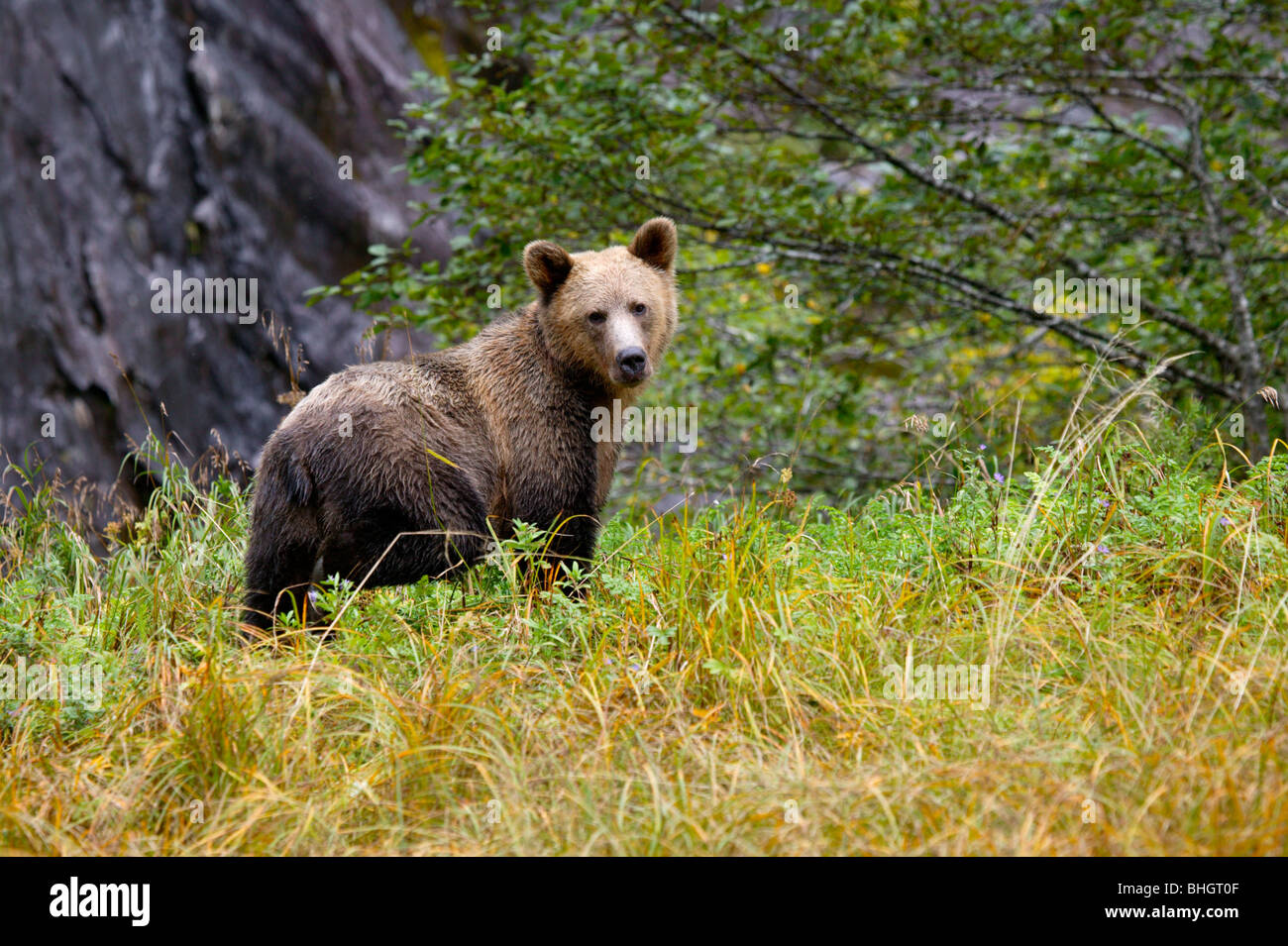 Polar bear (Ursus maritimus) and Arctic fox (Alopex lagopus), near Churchill, Manitoba, Canada. Famous as one of the best places to view polar bears. Arctic fox follow polar bears to scavenge off their kills. This one is trying to distract a bear from its food. Stock Photo