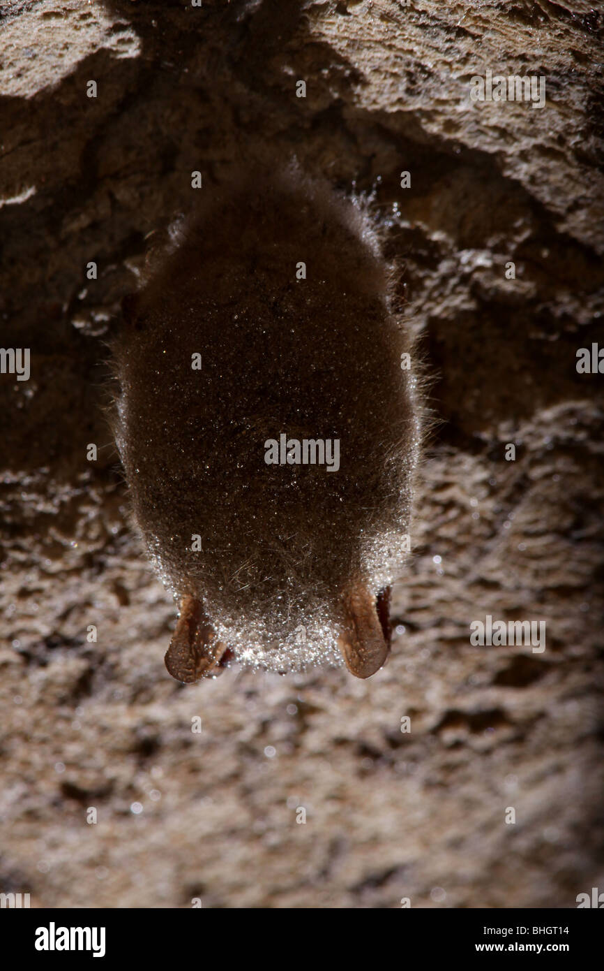 tri-colored bat eastern pipistrelle hibernate cave Stock Photo - Alamy
