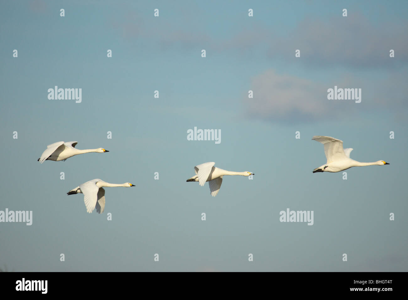 Bewicks Swans in flight Stock Photo