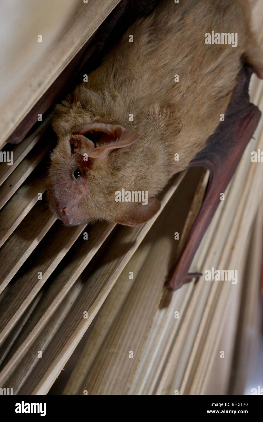 northern yellow bat roosting palm leaf Stock Photo Alamy