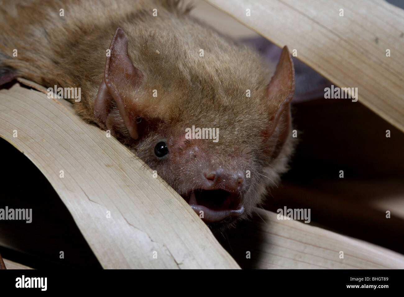 northern yellow bat roosting palm leaf Stock Photo Alamy