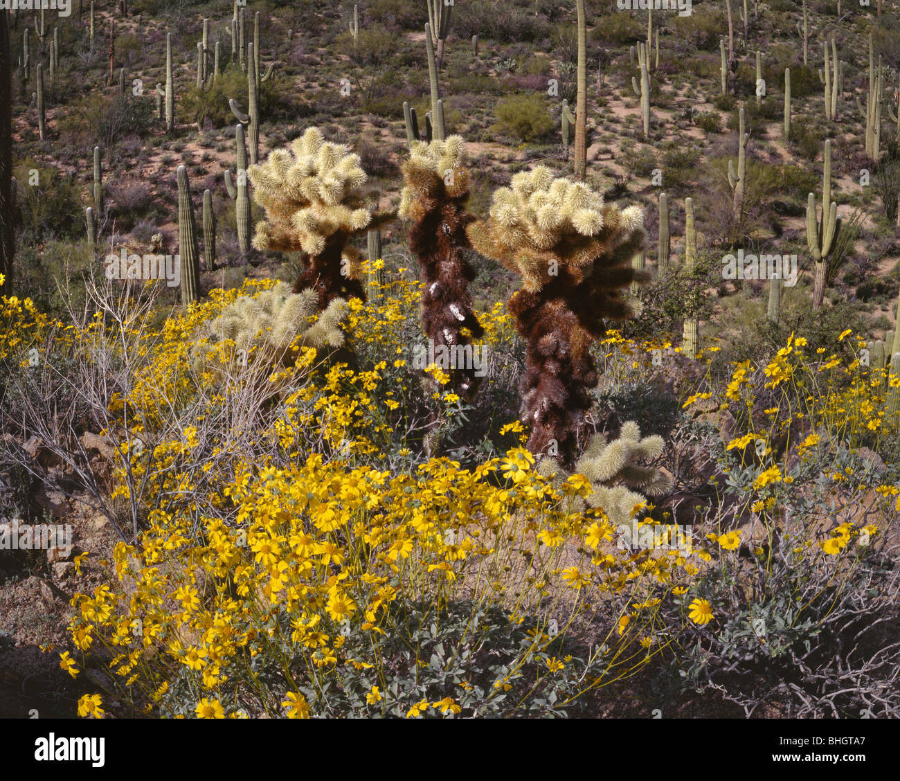 ARIZONA Brittlebush in bloom among the cholla and saguaro cactus on