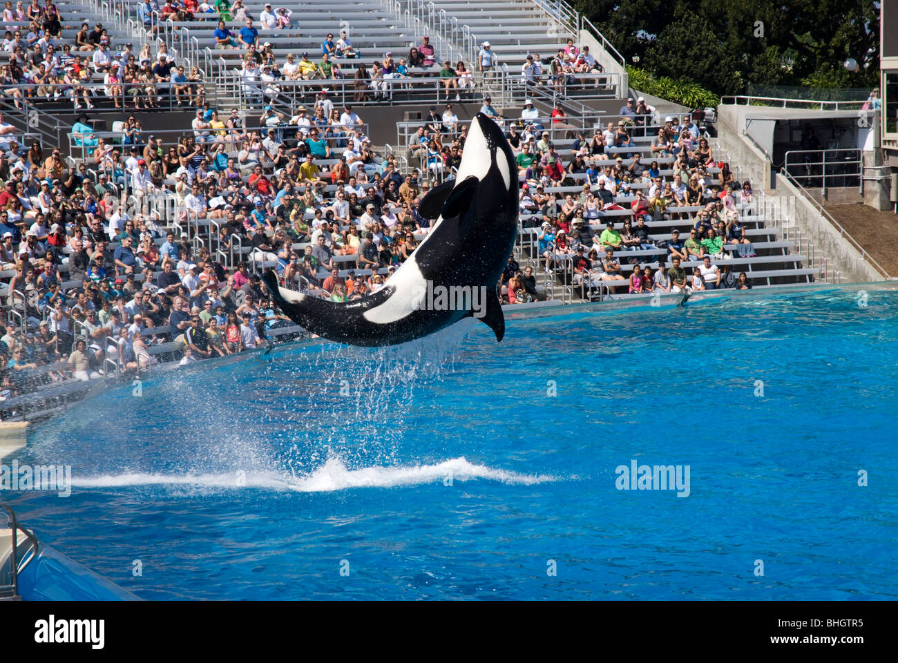 An Orca performs in the show 'Believe' at Sea World in San Diego, California, USA Stock Photo