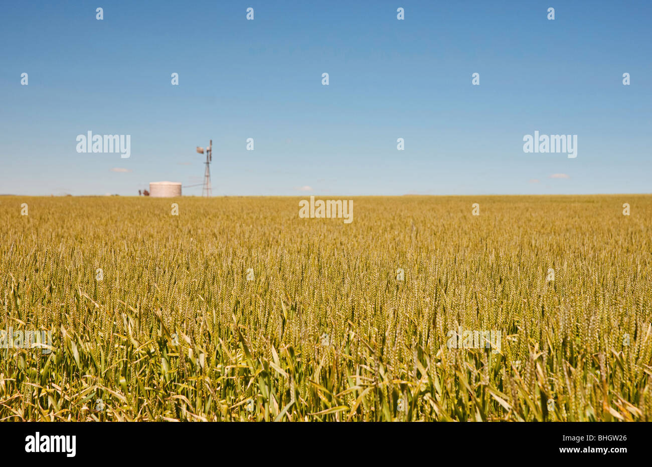 windmill in fields of wheat in the countryside at burra south australia Stock Photo