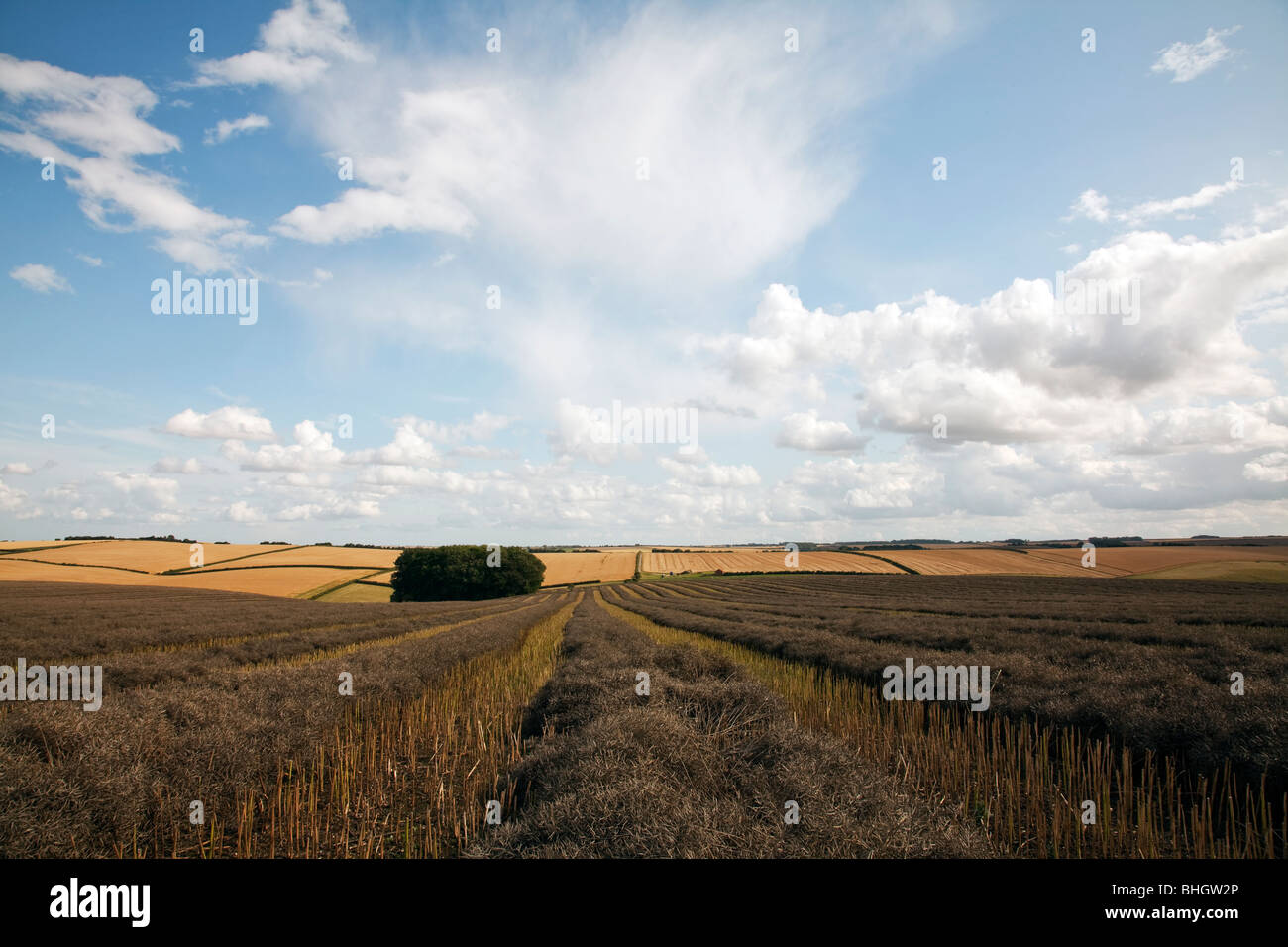 Louth, Lincolnshire, wolds, vast space landscapes. Farm arable land autumn colours Stock Photo