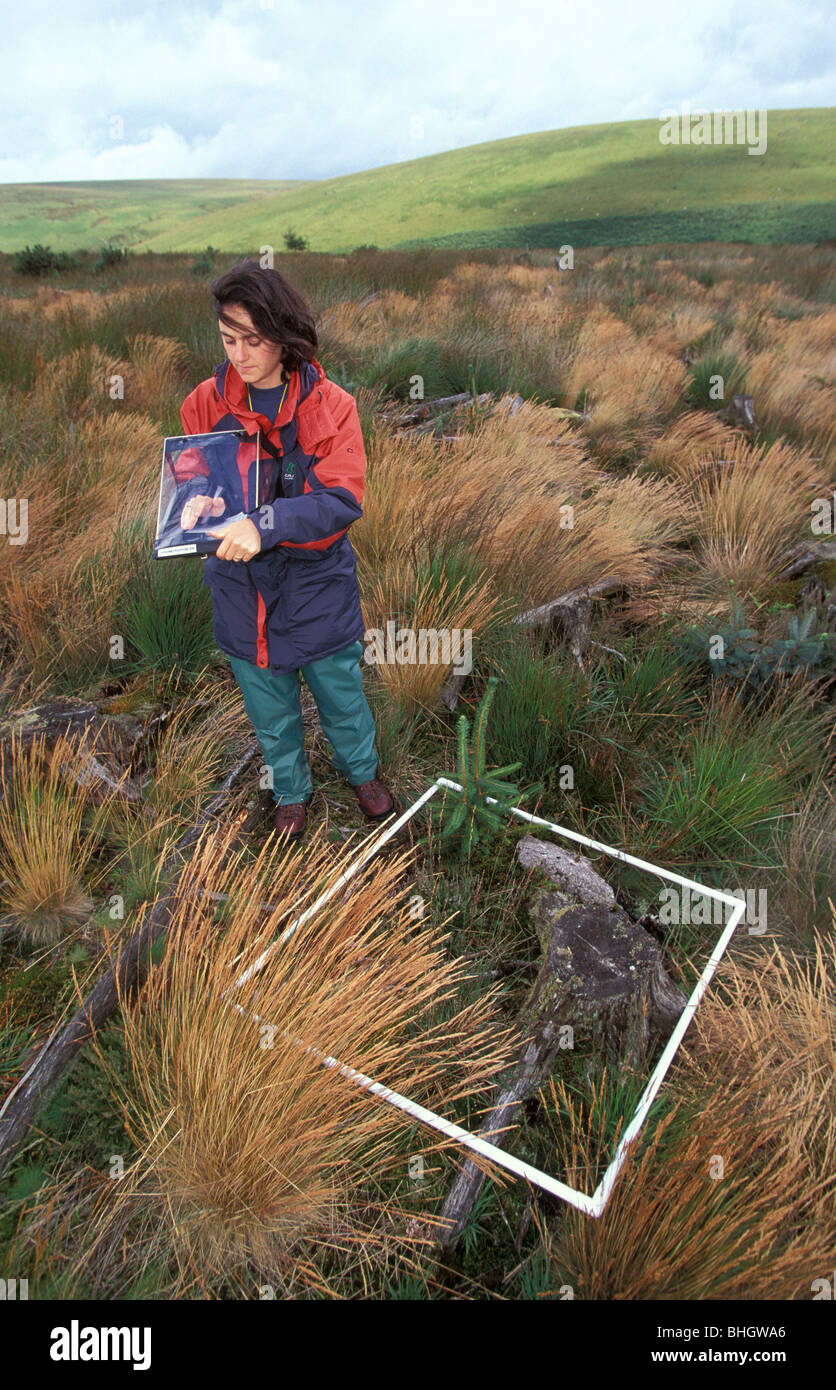 Ecologist on Dartmoor National park assesses transition to heathland from conifer plantation edge of Dendles Wood NNR Stock Photo