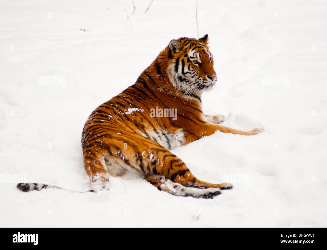 Siberian Tiger sitting in the snow Stock Photo
