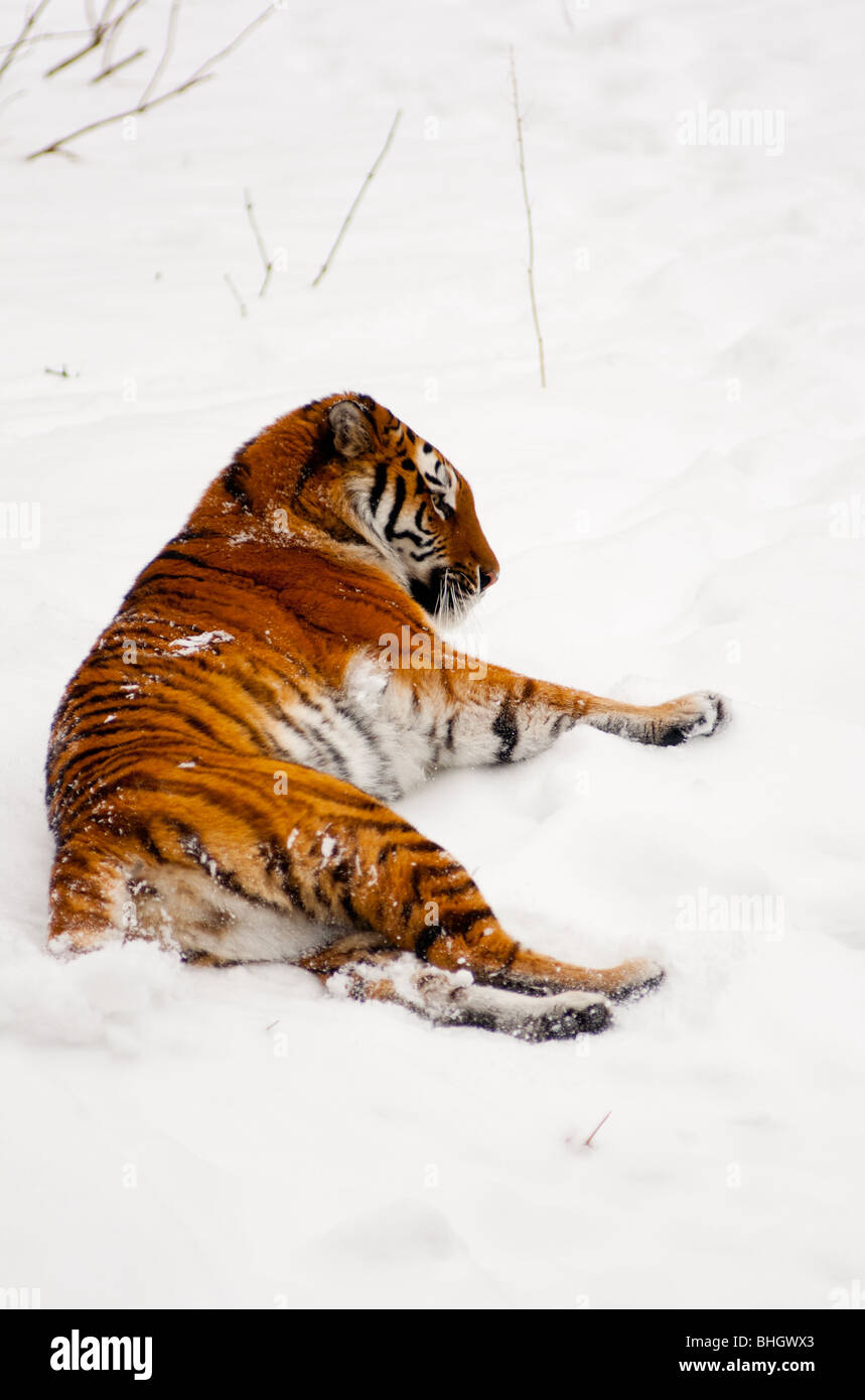 Siberian tiger covered in snow Stock Photo