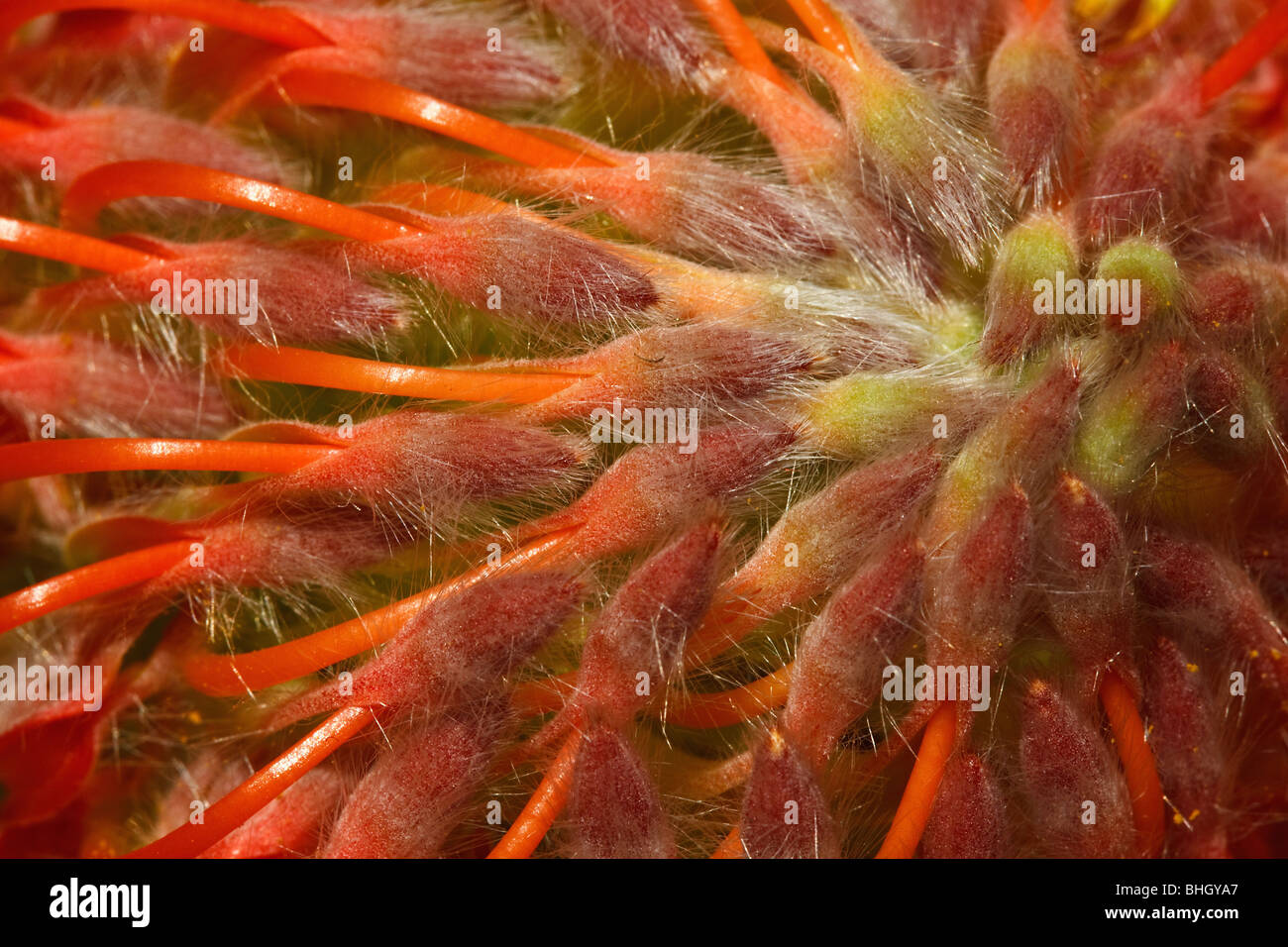 Macro image of Pincushion Protea flower Stock Photo