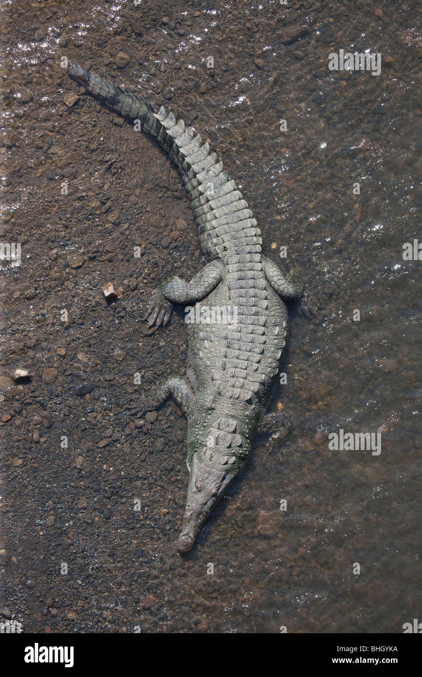 Crocodiles from the Tarcoles Bridge, Puntarenas, Costa Rica. Stock Photo