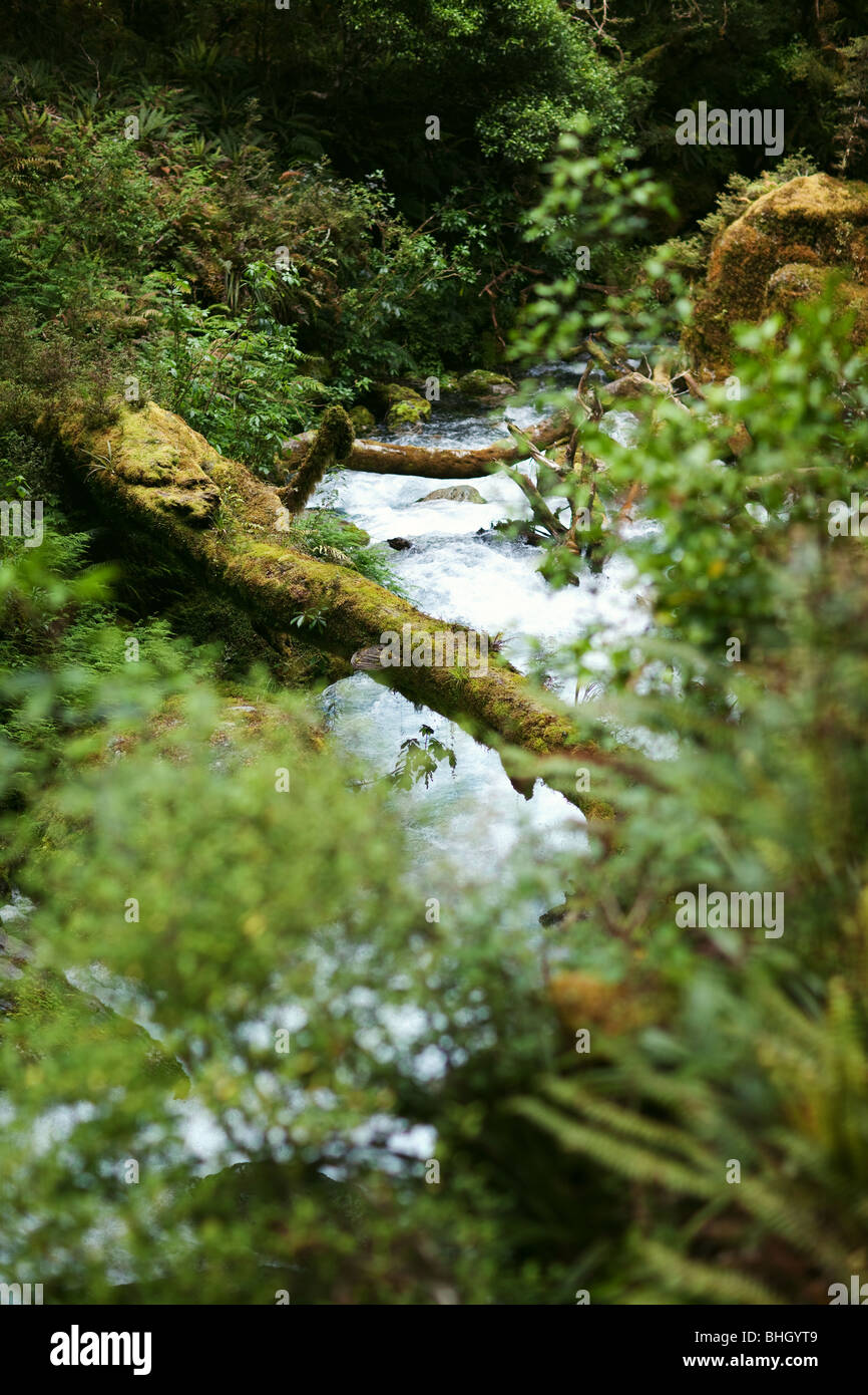 Fijordland National Park - South Island New Zealand Stock Photo - Alamy